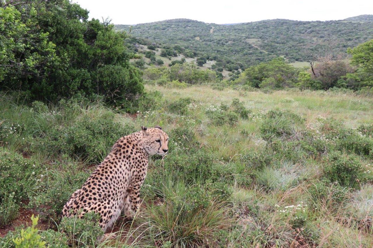 Hopewell Private Game Reserve Buyskloof Exterior photo