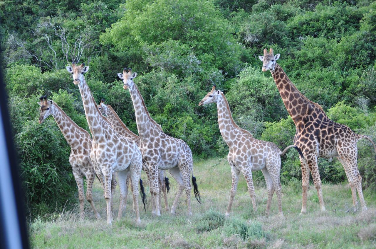 Hopewell Private Game Reserve Buyskloof Exterior photo