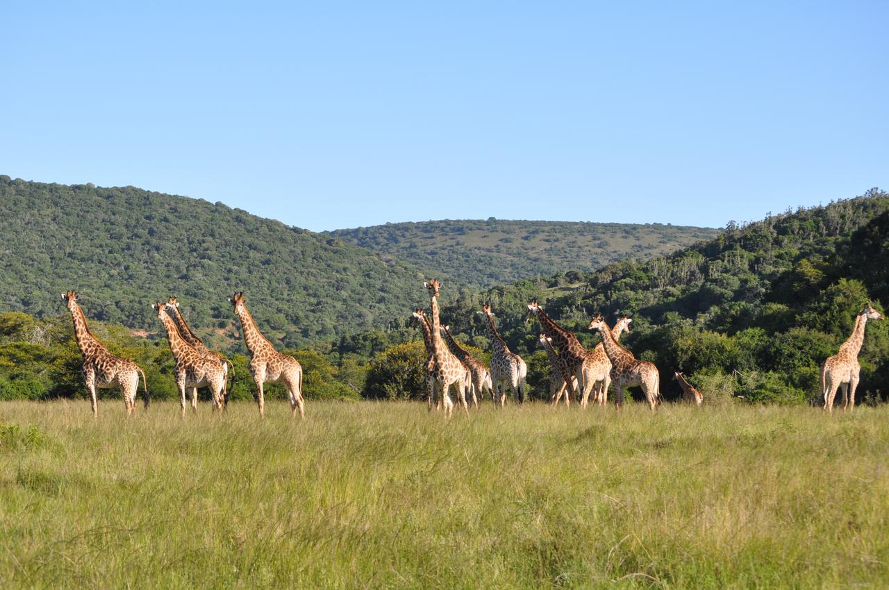 Hopewell Private Game Reserve Buyskloof Exterior photo